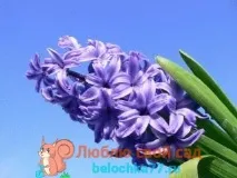 зюмбюли зюмбюли