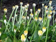 гемантус albiflos