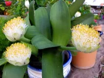 albiflos гемантус