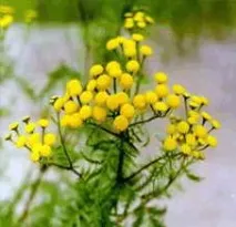 Геморой Лікування геморою народними засобами геморою