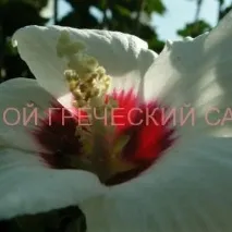 хибискус хибискус
