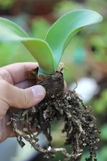 haemanthus haemanthus
