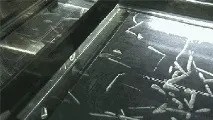 водороден прекис водороден прекис