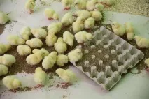 інкубаторські
