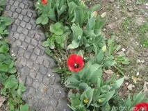 Цікаві вироби для саду та городу своїми руками з покришок, фото додаються - Лужайка саду