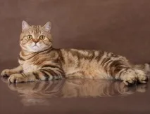 подстригване подстригване