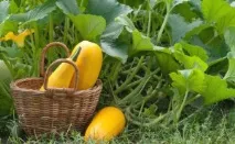 Кабачок, Cooks - Кухарі Казахстану cooks