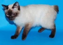 като собственик породи котки