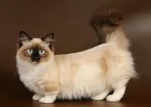 по-добра котка