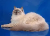 породи котки най-добрата котка