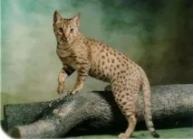породи котки по-добра