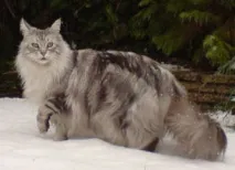 като собственик породи котки