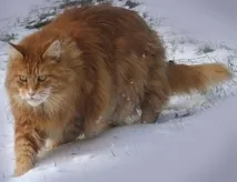 най-добрата котка породи котки