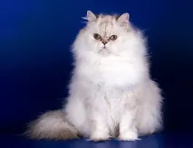 като собственик породи котки