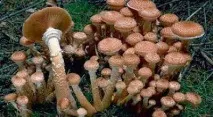 гъба най-голямата