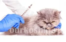 Які щеплення роблять кошеням і коли потрібно робити перше щеплення щеплення