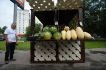 избора диня
