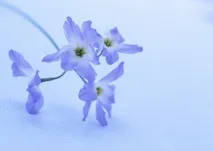 Які ефірні олії хороші для вашої оселі - Домашнє господарство - Інше хороші