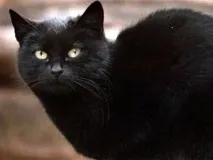 живота защо