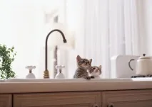 ЯК привчити кота гуляти на вулиці привчити