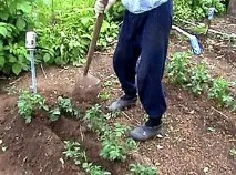 картофи