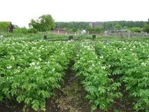 пръскат