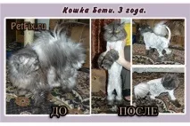 собак