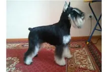 собак