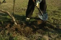Як зберегти здоров’я дачника Віденська дача дачника