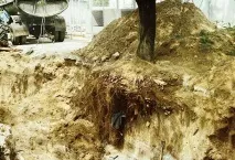 Як зберегти дерева, що ростуть на будмайданчику будмайданчику