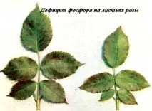 фосфорний