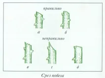 интериор отгледаме