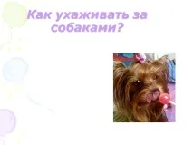 собак