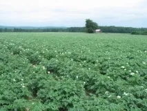 грижи грижи