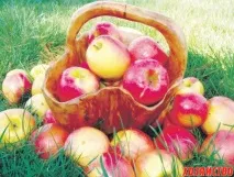 Як вибрати цілюще яблуко цілюще