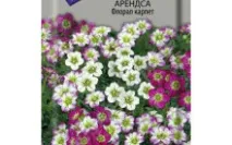 Камнеломка у відкритому ґрунті посадка та догляд, види та хвороби відкритому