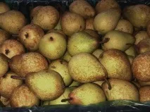 Як зберігати груші в домашніх умовах умовах