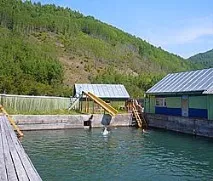 вода джунглата Анфиса каза