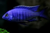 Королева аулонокара Ньяса зміст, сумісність, фото-відео огляд королева
