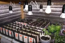 Коли і як садити на розсаду перець? перець
