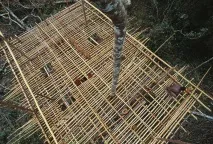 Короваї - життя на деревах - НОВИНИ У ФОТОГРАФІЯХ новини
