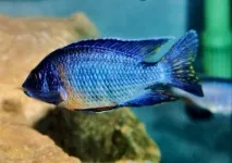 Королева аулонокара Ньяса зміст, сумісність, фото-відео огляд ньяса