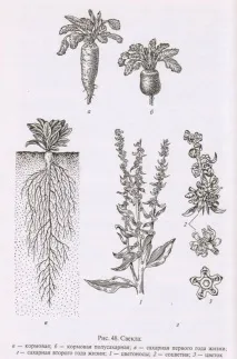 Коренеплоди, буряк, морква, бруква, турнепс, кормова ріпа буряк