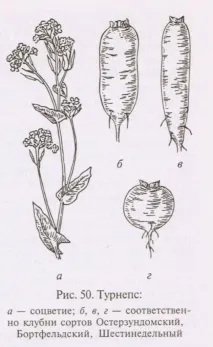 Коренеплоди, буряк, морква, бруква, турнепс, кормова ріпа морква
