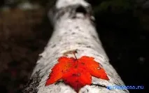 сънува червеният цвят червен