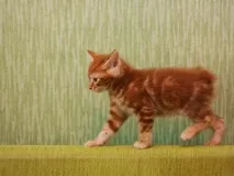 bobtail дългокосмести