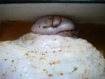 гречкою