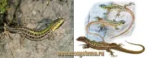 Кримська ящірка - Podarcis taurica ящірка
