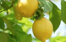 Лимон користь і шкода, калорійність, корисні та лікувальні властивості, протипоказання для чоловіків та лимон