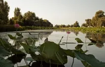 Лотосові поля в Дельті Волги, Наука і життя волги